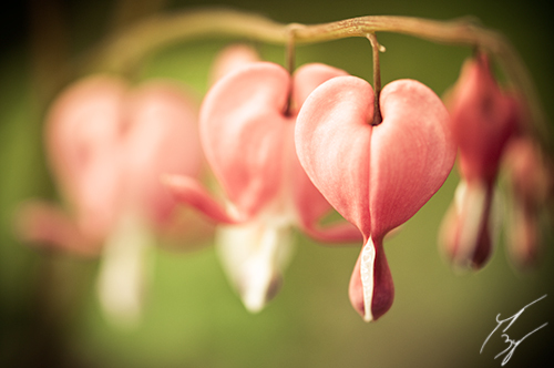 Spring Flowers