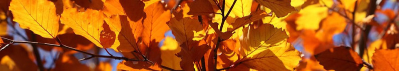 9060-colorful-autumn-leaves-on-trees-pv